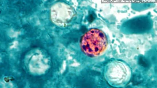 Cyclospora